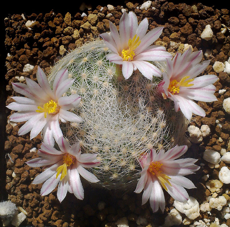 Mammillaria lenta